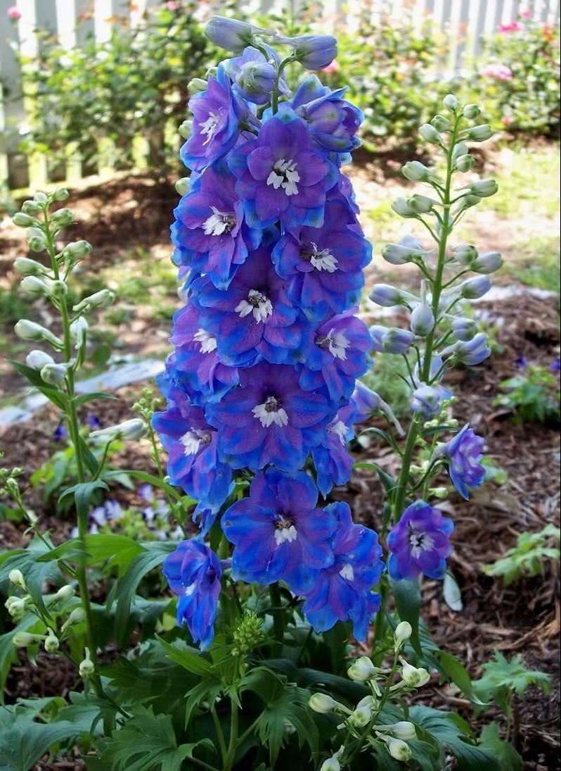 Flores para el jardín: vea ideas y las principales especies