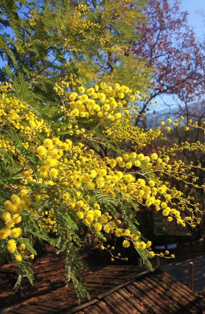 Cenador de jardín: consejos para elegir, especies y fotos