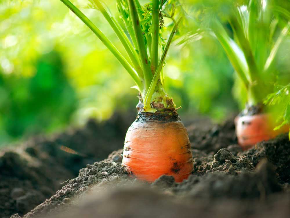 Cómo plantar zanahorias: conozca diferentes formas y consejos esenciales para empezar